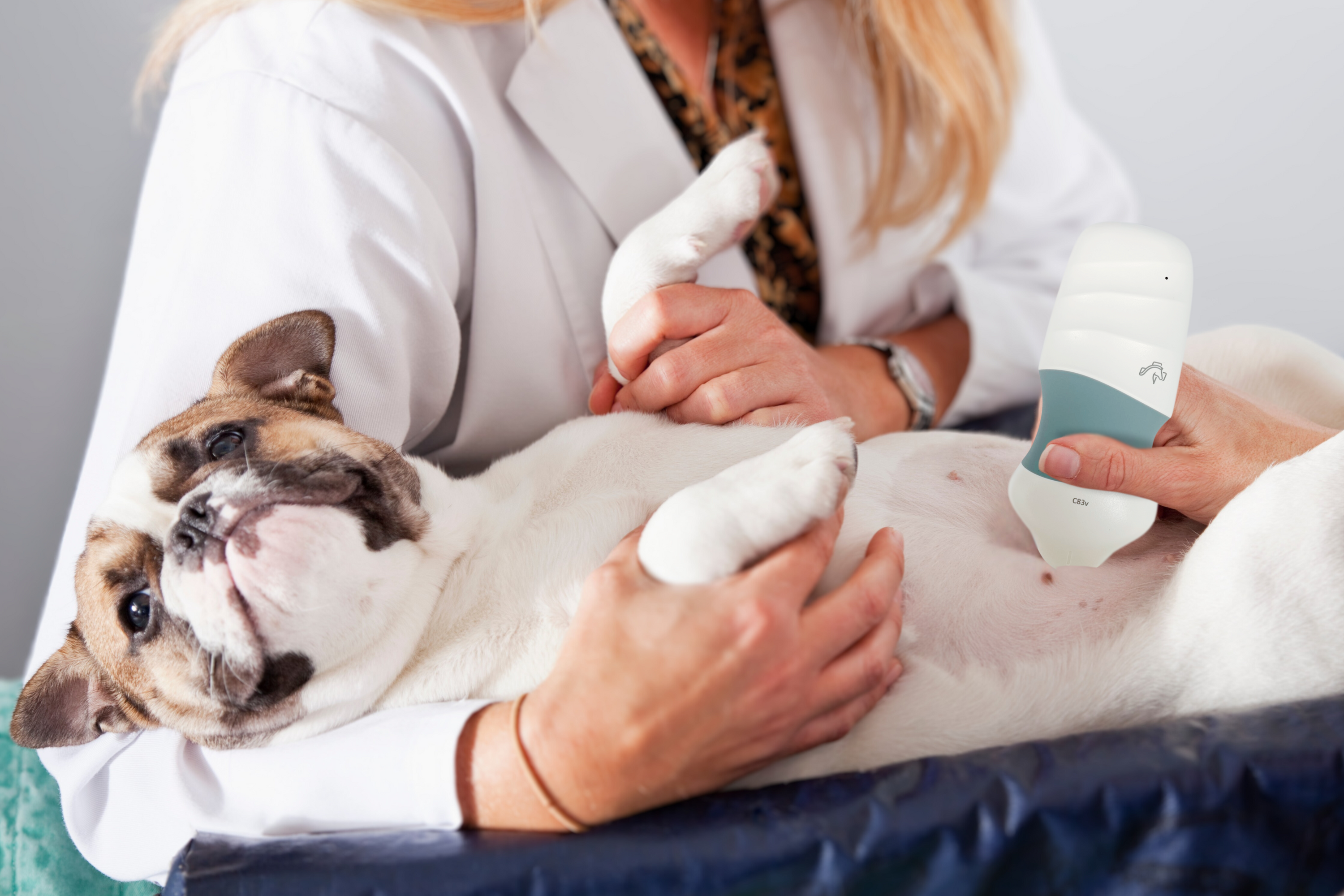 POCUS Impact on the Veterinary Workflow